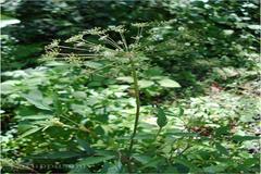 Pimpinella wallichiana